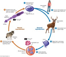 Diagram of the life cycle of the tapeworm, echinococcus spp.