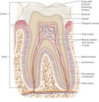 Structure of a tooth and surrounding tissues