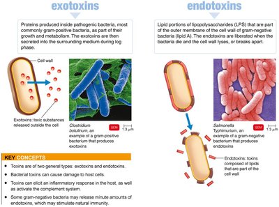 Table comparing properties of exotoxins and endotoxins