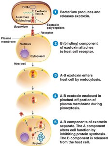 A-B exotoxin mechanism diagram
