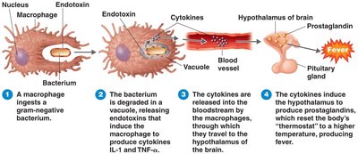 Endotoxins and pyrogenic response diagram