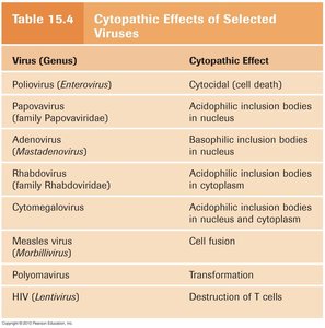 Pathogenic properties of fungi, protozoa, and helminths