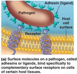 E. coli adherence to urinary bladder cells