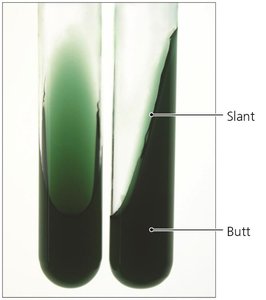 Slant tubes containing solid media