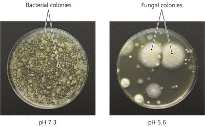 Selective medium example