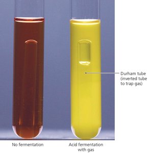 Carbohydrate utilization tubes as differential media