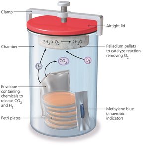 Anaerobic culture system