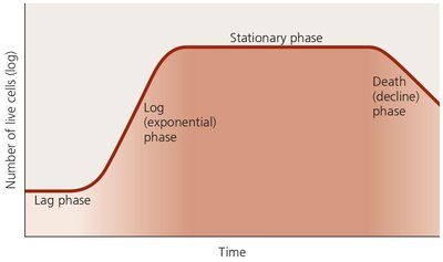 Typical population growth curve