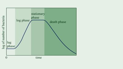 Bacterial growth curve