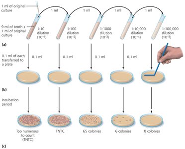 Serial dilution and viable plate count