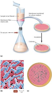 Membrane filtration to estimate microbial population size