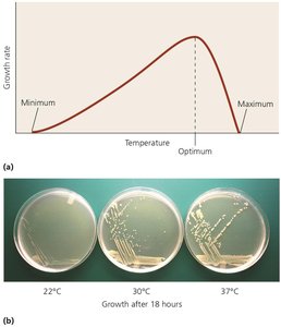 Effects of temperature on microbial growth