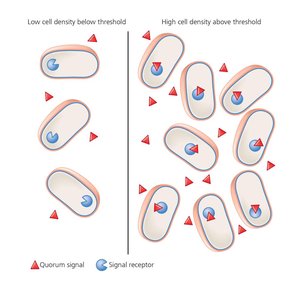 Quorum sensing in bacteria