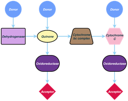 Prokaryotic electron transport chain