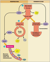Glycolysis pathway and energetics