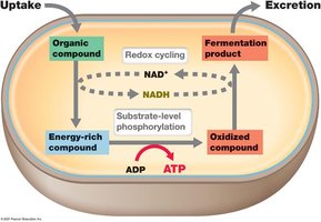 Common fermentations and organisms table