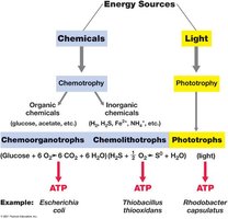 Classification of metabolic types based on energy sources