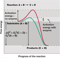 Activation energy diagram with and without enzyme