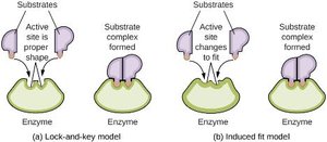 Lock-and-key and induced fit models of enzyme-substrate binding