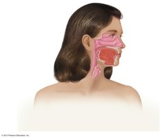 Normal microbiota in the throat