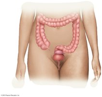 Normal microbiota in the large intestine