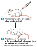 Koch's postulates: inoculation and disease reproduction