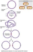 E. coli chromosome replicating