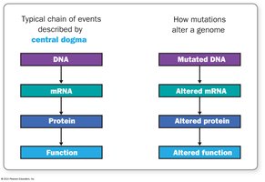 Central dogma and mutation effects