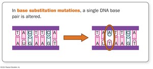 Base substitution mutation