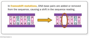 Frameshift mutation