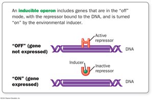 Inducible operon