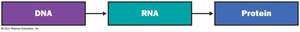 Central dogma: DNA to RNA to Protein