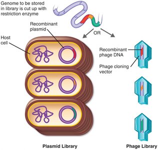 Genomic libraries