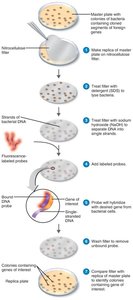 Colony hybridization
