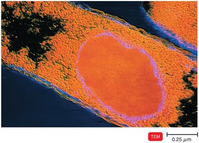 E. coli genetically modified to produce gamma interferon