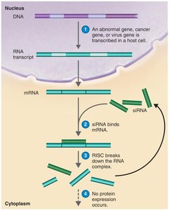 Gene silencing schematic