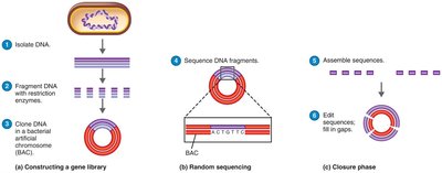 Shotgun sequencing