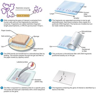 Southern blotting