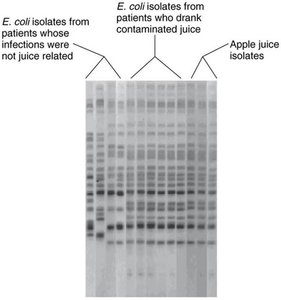 DNA fingerprinting for COVID-19