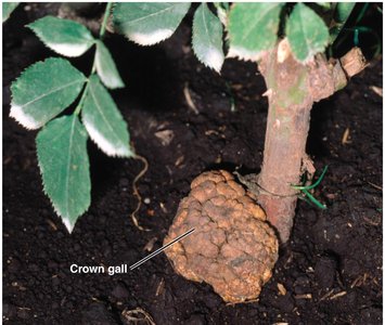 Crown gall disease on a rose plant
