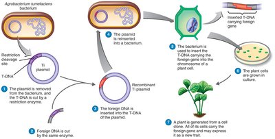 Ti plasmid as a vector for genetic modification in plants