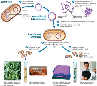 Genetic modification procedure overview