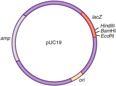 Plasmid used for cloning