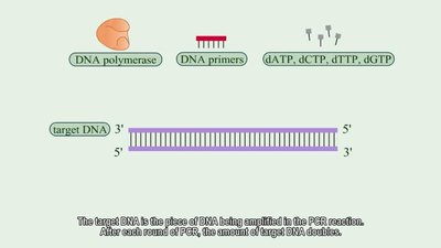 PCR components