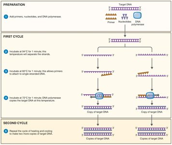 Polymerase chain reaction steps