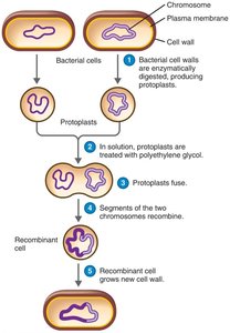 Protoplast fusion
