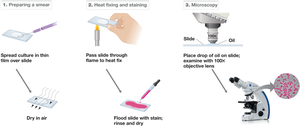 Steps of smear preparation, heat fixing, and staining