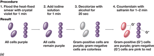 Gram stain procedure and results