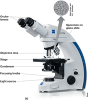 Compound light microscope diagram