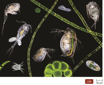 The microbial world as seen under a light microscope